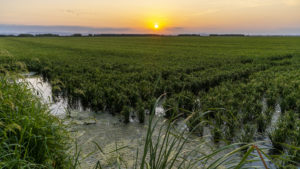 riziculture en Espagne à Valencia